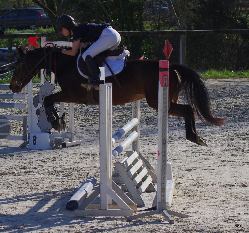 Cavalla New Forest In vendita 2010 Baio ,  SILVERLEA SIMPLY RED