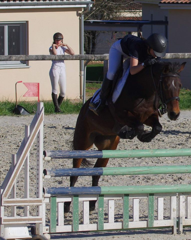 Cavalla New Forest In vendita 2010 Baio ,  SILVERLEA SIMPLY RED