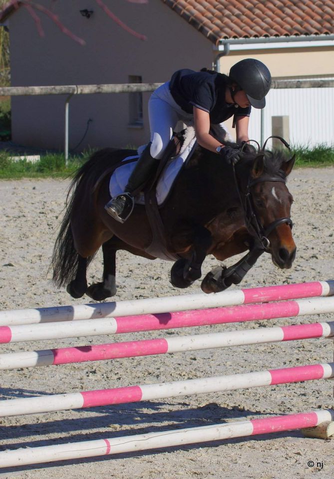 Cavalla New Forest In vendita 2010 Baio ,  SILVERLEA SIMPLY RED