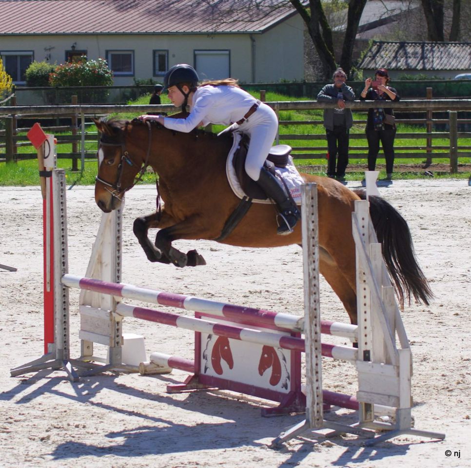 Castrone New Forest In vendita 2012 Baio ,  SILVERLEA SIMPLY RED