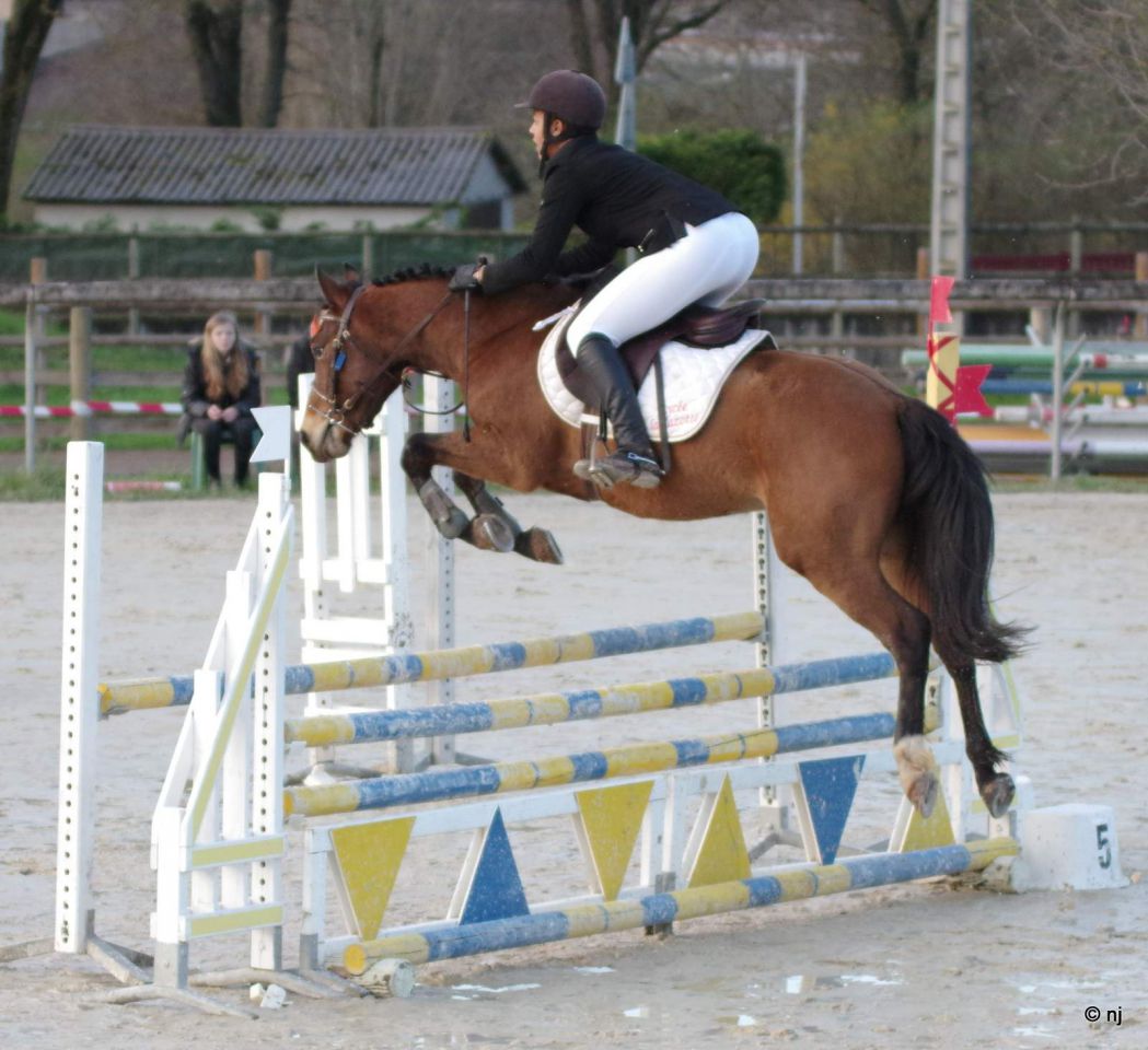 Castrone New Forest In vendita 2012 Baio ,  SILVERLEA SIMPLY RED