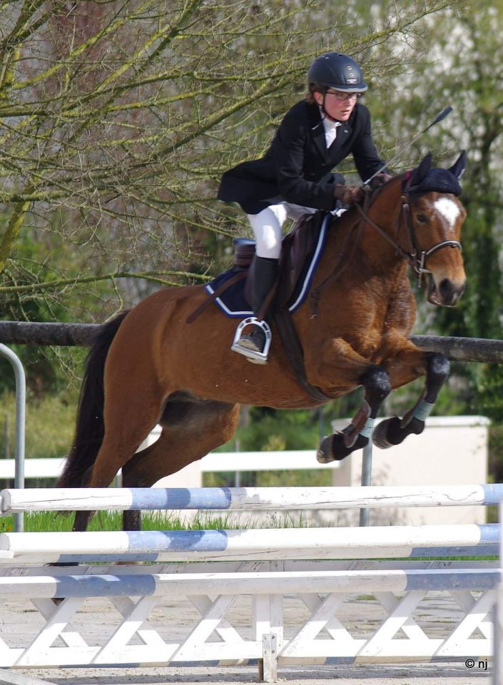 Castrone New Forest In vendita 2012 Baio ,  SILVERLEA SIMPLY RED