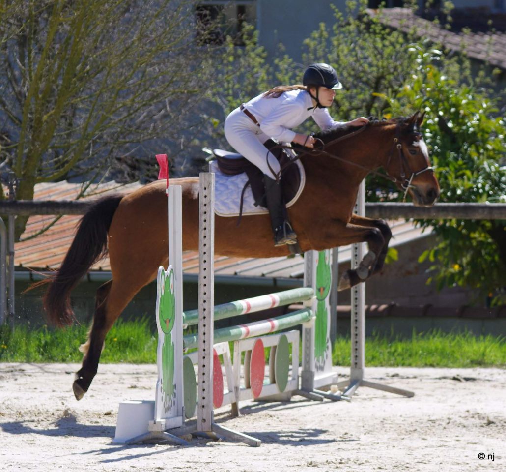 Castrone New Forest In vendita 2012 Baio ,  SILVERLEA SIMPLY RED