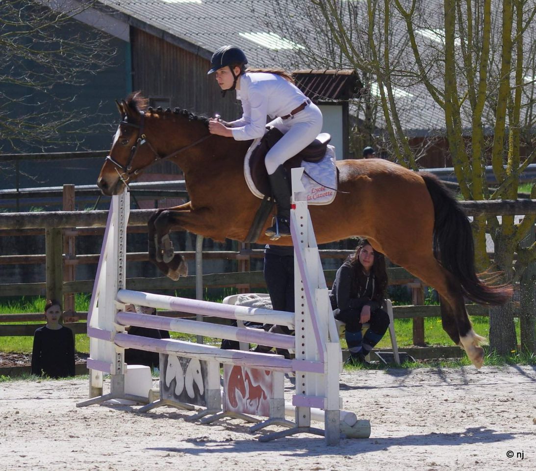 Castrone New Forest In vendita 2012 Baio ,  SILVERLEA SIMPLY RED