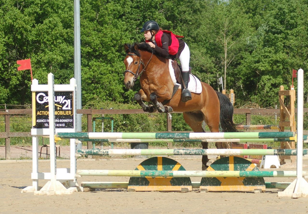 Castrone New Forest In vendita 2012 Baio ,  SILVERLEA SIMPLY RED