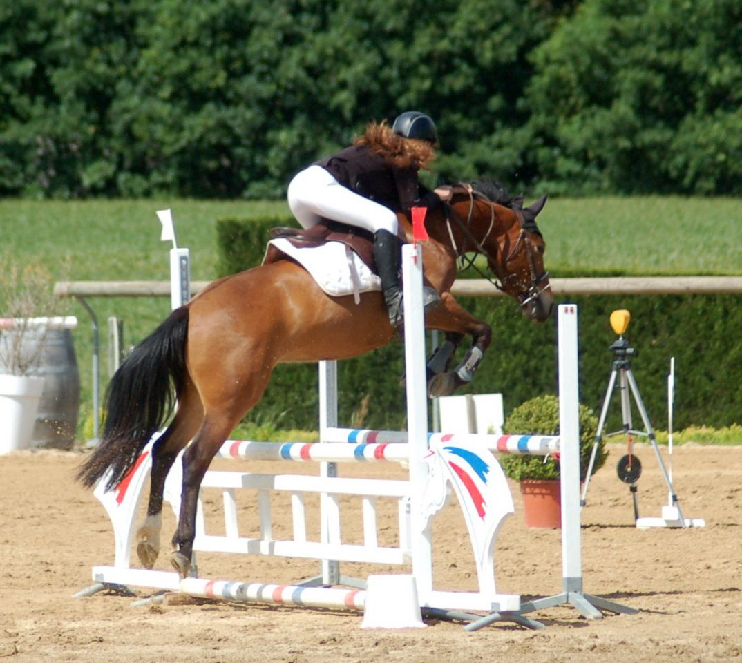 Castrone New Forest In vendita 2012 Baio ,  SILVERLEA SIMPLY RED