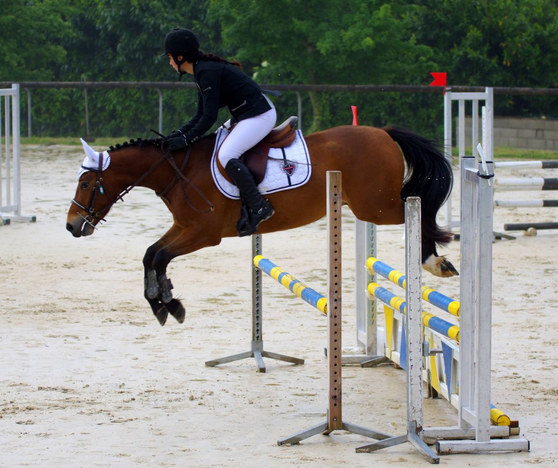 Castrone New Forest In vendita 2012 Baio ,  SILVERLEA SIMPLY RED