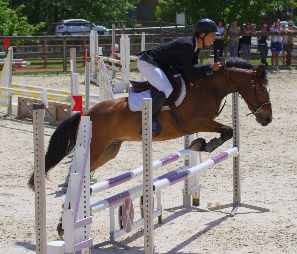 Castrone New Forest In vendita 2012 Baio ,  SILVERLEA SIMPLY RED