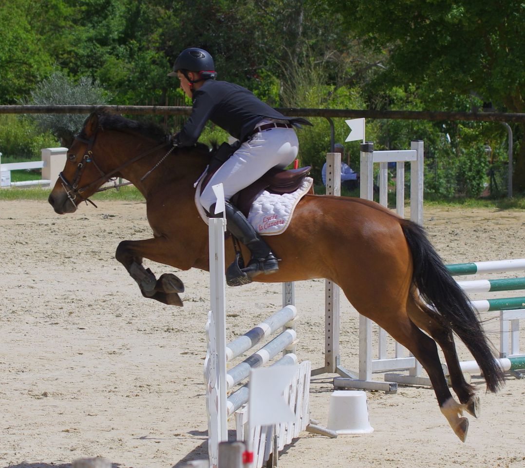 Castrone New Forest In vendita 2012 Baio ,  SILVERLEA SIMPLY RED