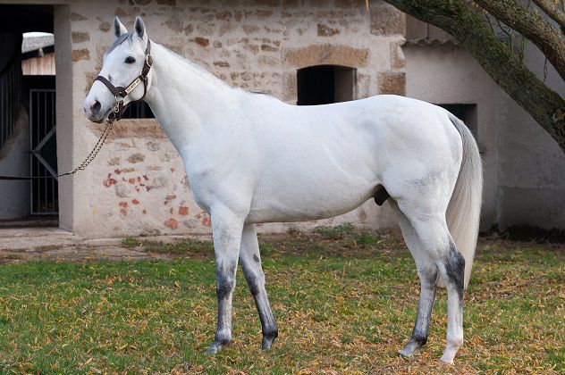 FLY WITH ME - Purosangue Inglese 2010 ,  BEAT HOLLOW