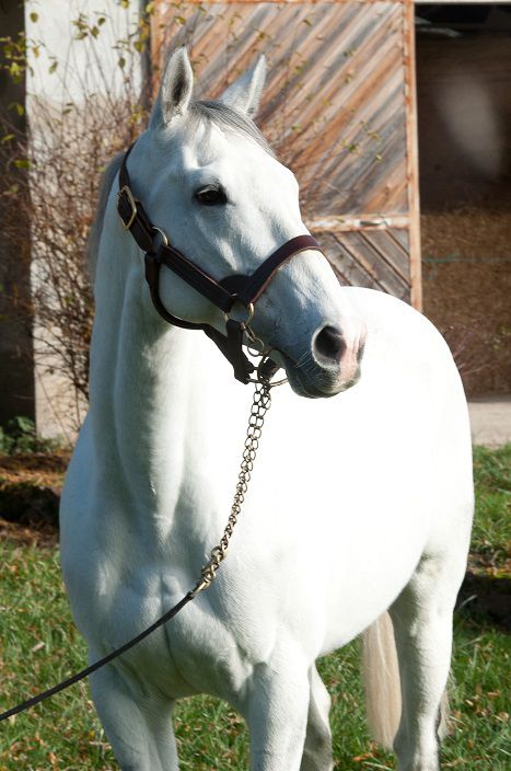 FLY WITH ME - Purosangue Inglese 2010 ,  BEAT HOLLOW