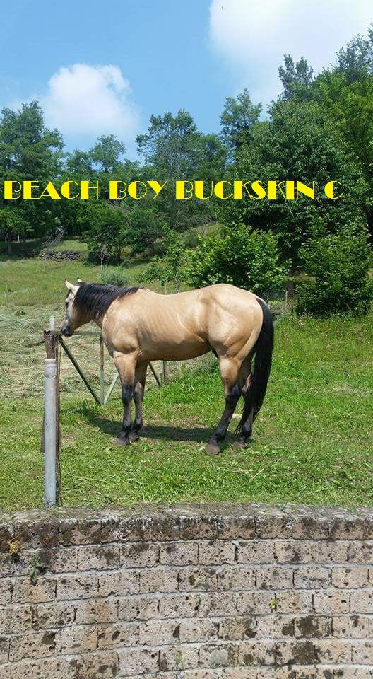 Beach Boy Buckskin C stallone per monte
