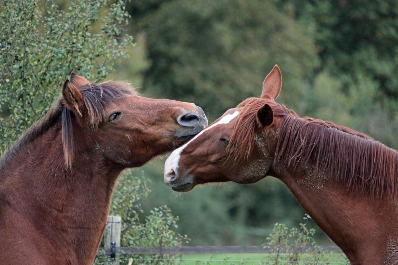ECURIE DE LA MINIERE 