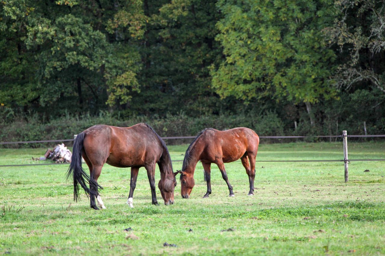ECURIE DE LA MINIERE 
