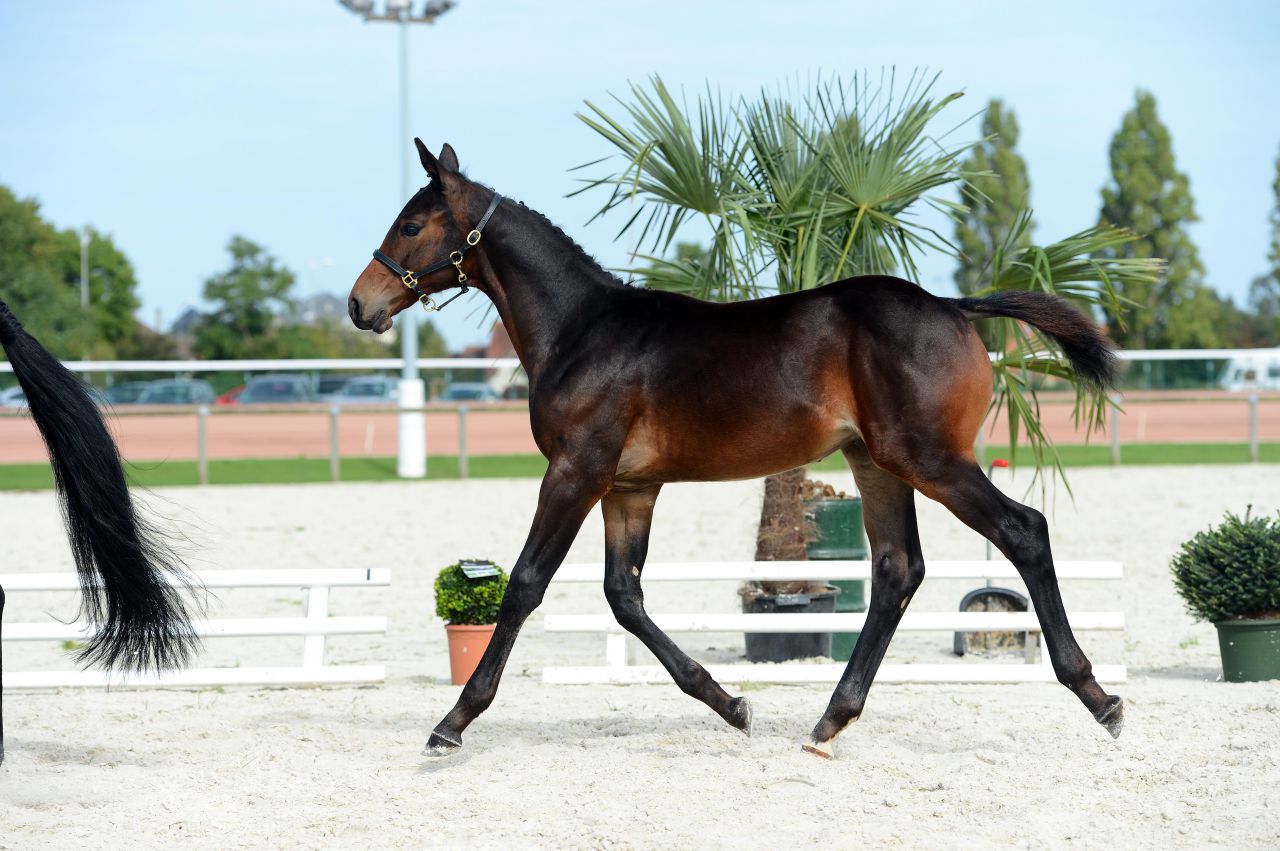 ECURIE DE LA MINIERE 