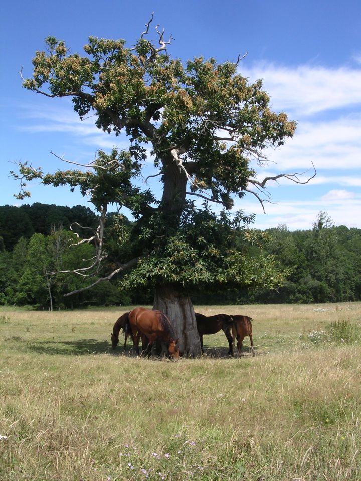 ECURIE DE LA MINIERE 