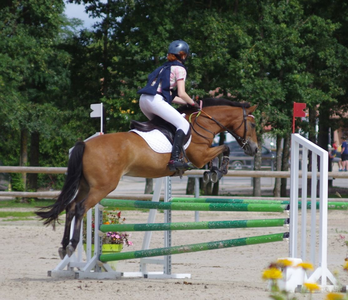 Cavalla New Forest In vendita 2009 Baio ,  SILVERLEA SIMPLY RED