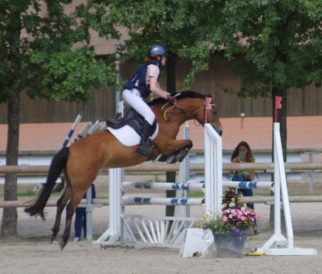 Cavalla New Forest In vendita 2009 Baio ,  SILVERLEA SIMPLY RED