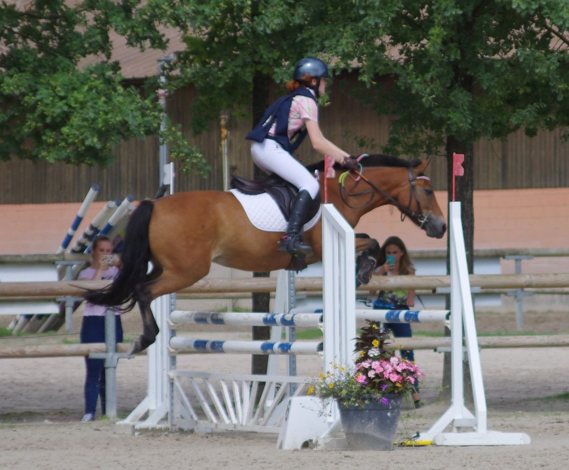 Cavalla New Forest In vendita 2009 Baio ,  SILVERLEA SIMPLY RED