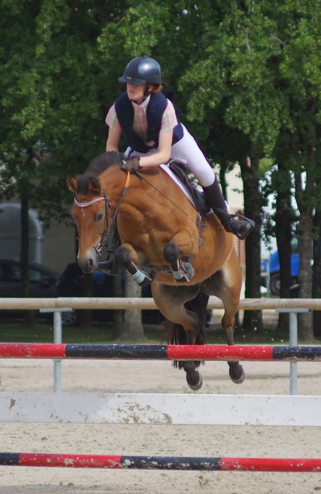 Cavalla New Forest In vendita 2009 Baio ,  SILVERLEA SIMPLY RED