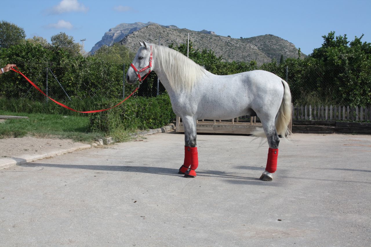 Magnifico caballo PRE