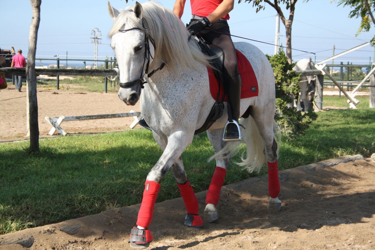 Magnifico caballo PRE