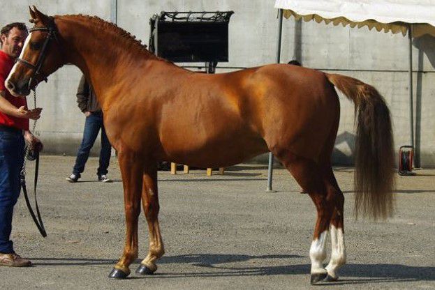 Stallone PFS Pony Francese da Sella In vendita 1999 Isabella