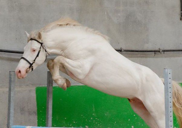 Stallone PFS Pony Francese da Sella In vendita 1999 Isabella