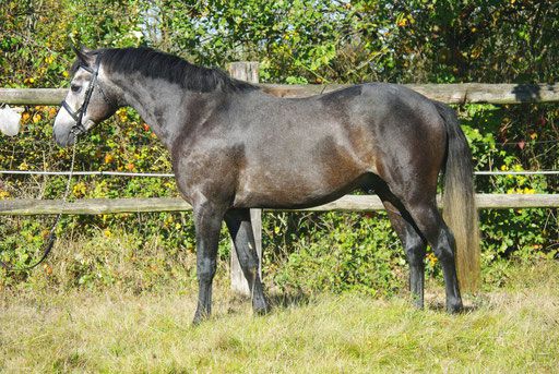 Stallone PFS Pony Francese da Sella In vendita 1999 Isabella