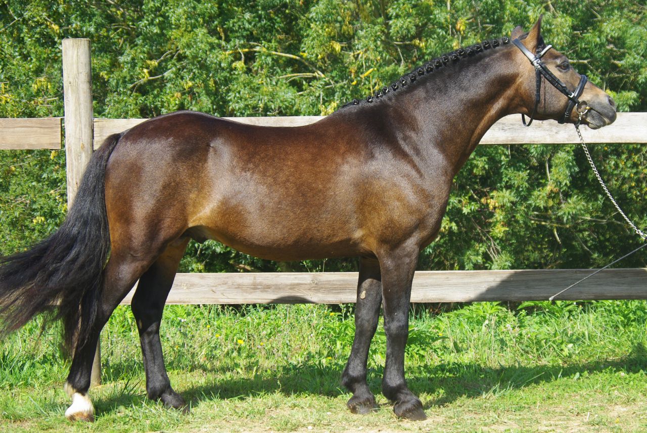 Stallone PFS Pony Francese da Sella In vendita 1999 Isabella