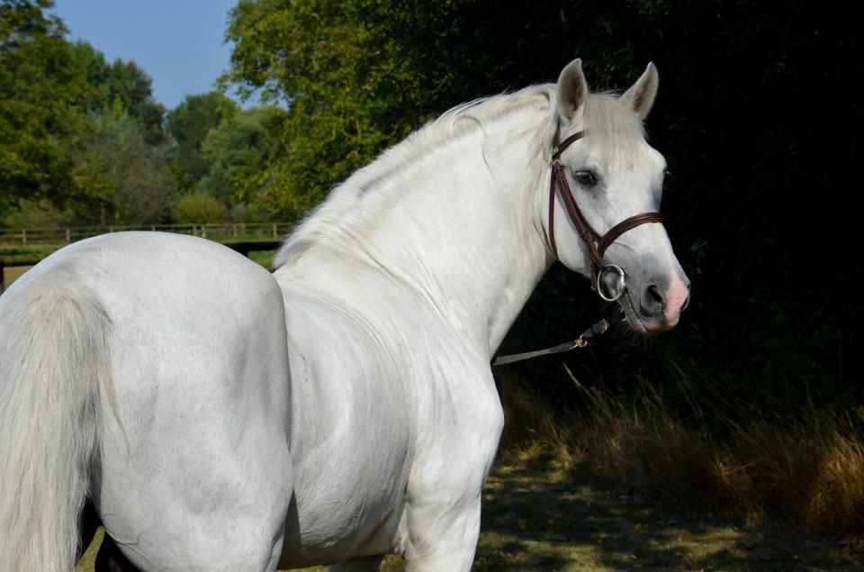 Stallone PFS Pony Francese da Sella In vendita 1999 Isabella