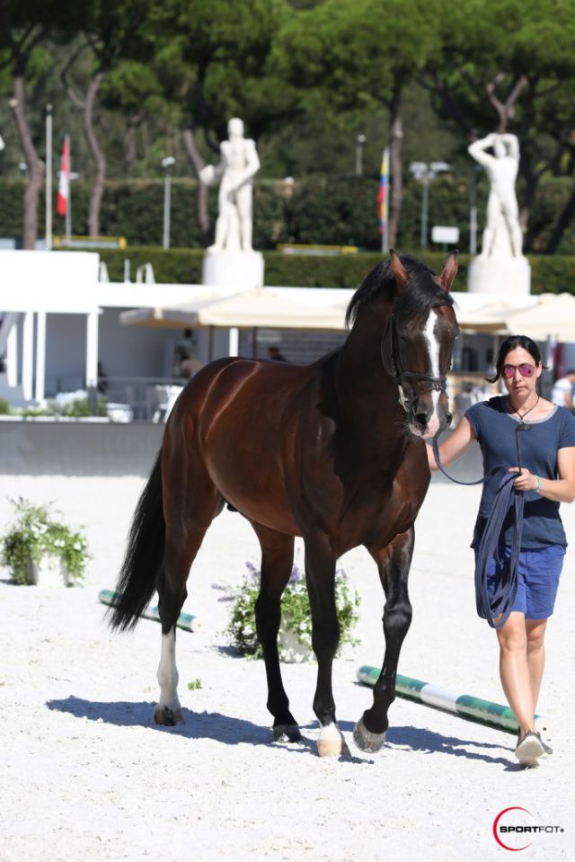 Casall ASK - Holsteiner 1999 ,  Caretino