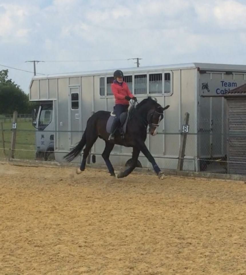 Zodjan J - KWPN Cavallo da Sport Neerlandese 2004 ,  NEGRO