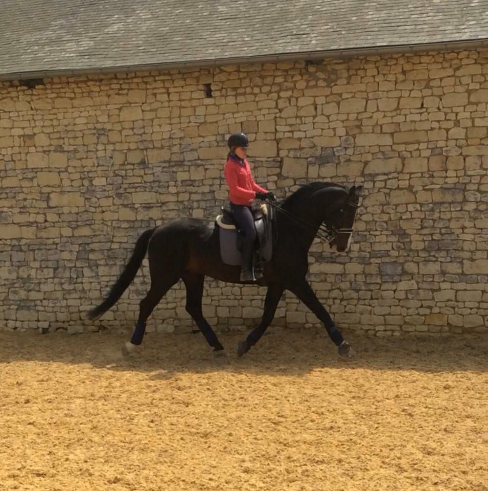 Zodjan J - KWPN Cavallo da Sport Neerlandese 2004 ,  NEGRO