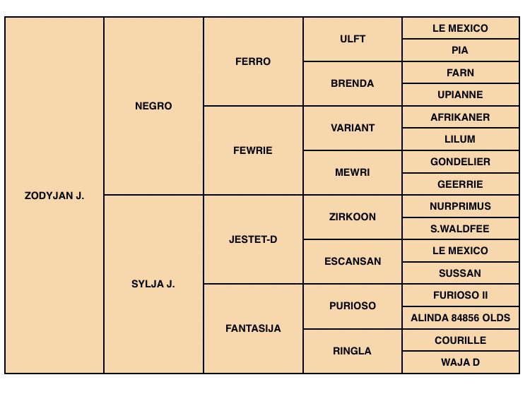 Zodjan J - KWPN Cavallo da Sport Neerlandese 2004 ,  NEGRO
