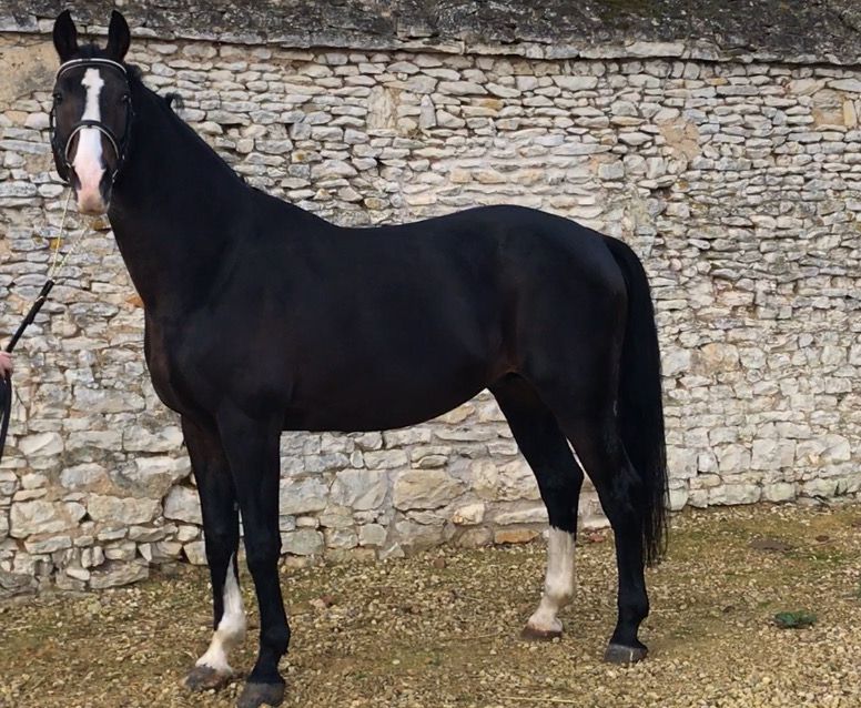 Zodjan J - KWPN Cavallo da Sport Neerlandese 2004 ,  NEGRO