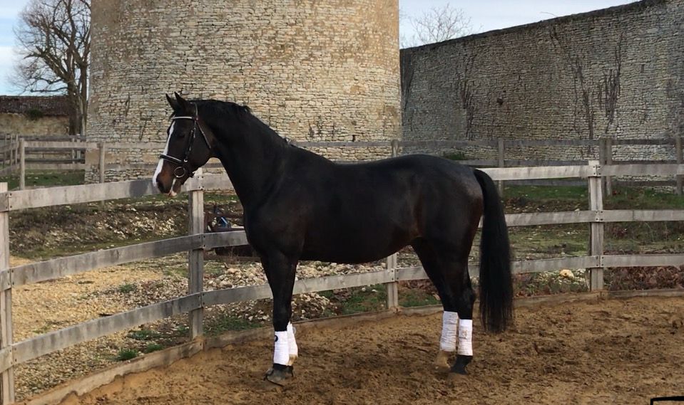 Zodjan J - KWPN Cavallo da Sport Neerlandese 2004 ,  NEGRO