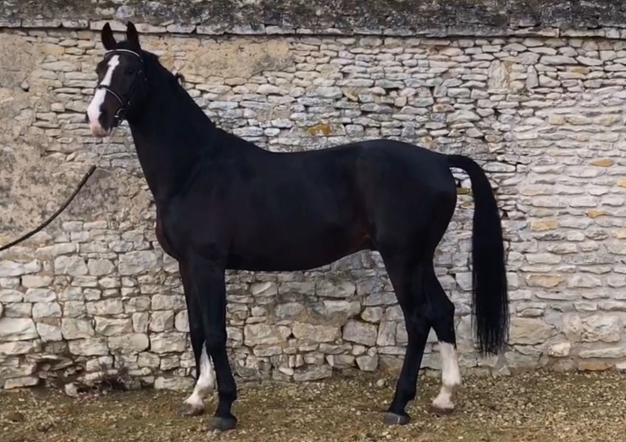 Zodjan J - KWPN Cavallo da Sport Neerlandese 2004 ,  NEGRO