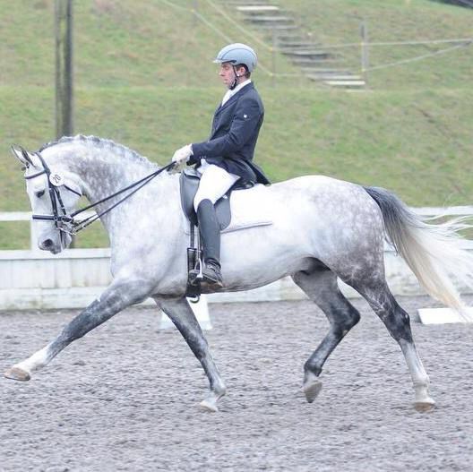 Zimba - KWPN Cavallo da Sport Neerlandese 2004 ,  BIOTOP
