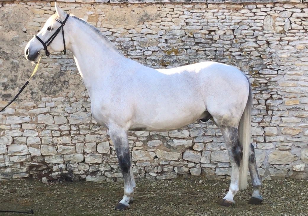 Zimba - KWPN Cavallo da Sport Neerlandese 2004 ,  BIOTOP