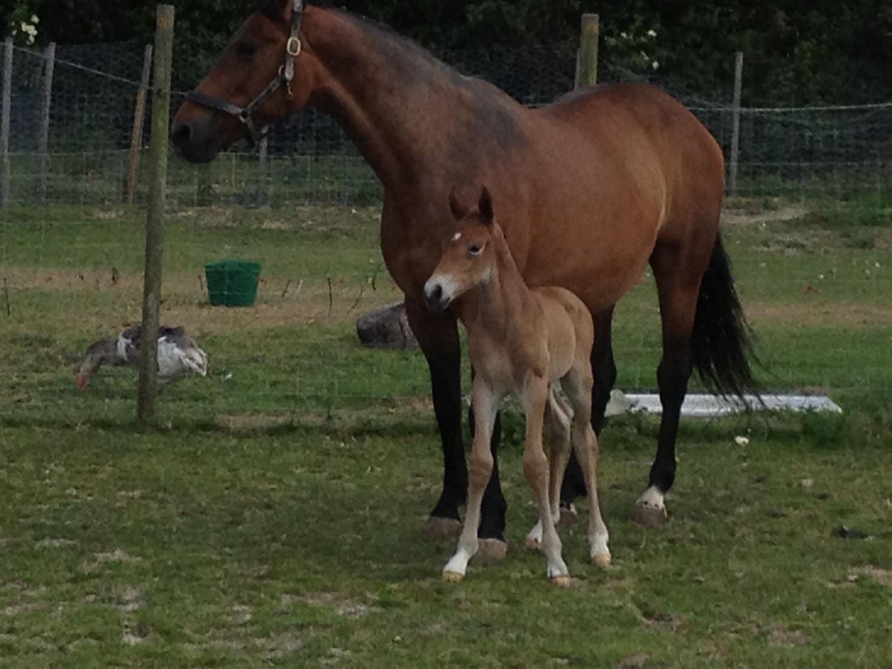 Zimba - KWPN Cavallo da Sport Neerlandese 2004 ,  BIOTOP