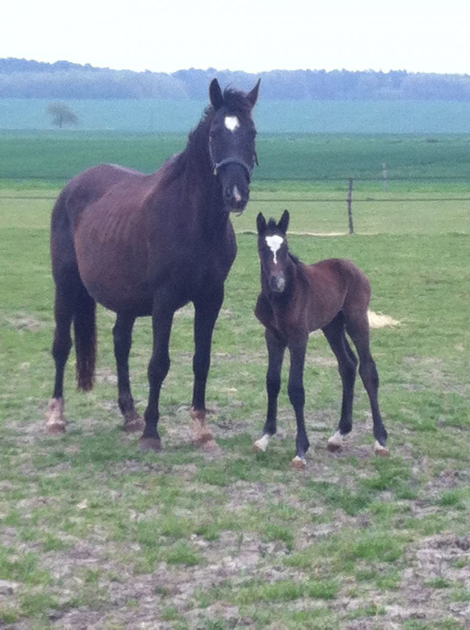 Zimba - KWPN Cavallo da Sport Neerlandese 2004 ,  BIOTOP