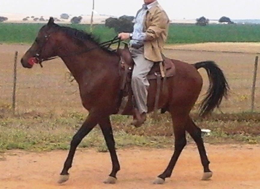 NIGAS DE NAUTIAC - Arabo 2007 ,  NUREK DE NAUTIAC