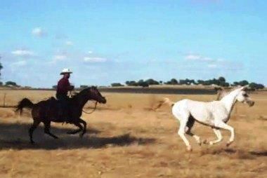 NIGAS DE NAUTIAC - Arabo 2007 ,  NUREK DE NAUTIAC