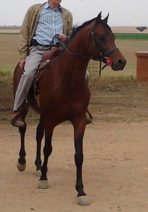 NIGAS DE NAUTIAC - Arabo 2007 ,  NUREK DE NAUTIAC