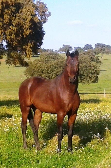 NIGAS DE NAUTIAC - Arabo 2007 ,  NUREK DE NAUTIAC