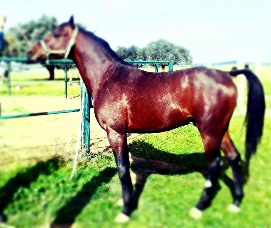 NIGAS DE NAUTIAC - Arabo 2007 ,  NUREK DE NAUTIAC