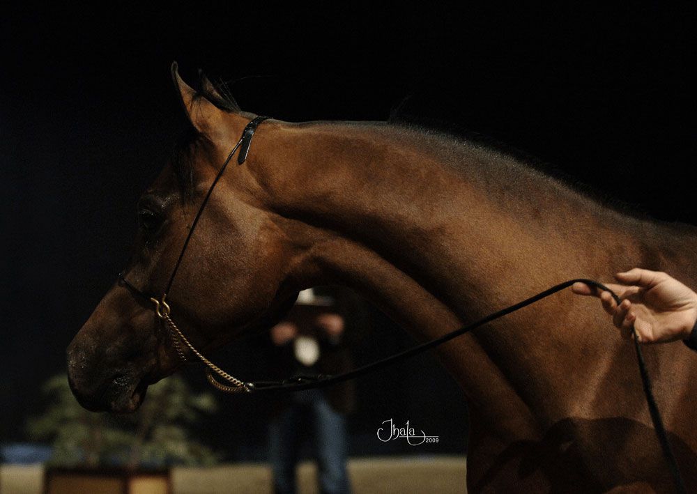 NIGAS DE NAUTIAC - Arabo 2007 ,  NUREK DE NAUTIAC