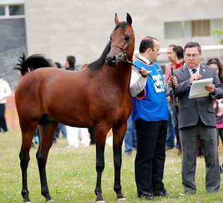 NIGAS DE NAUTIAC - Arabo 2007 ,  NUREK DE NAUTIAC