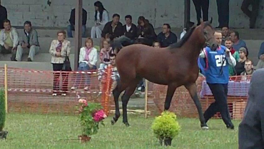 NIGAS DE NAUTIAC - Arabo 2007 ,  NUREK DE NAUTIAC